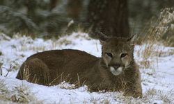 26 yıl sonra gelen dehşet!