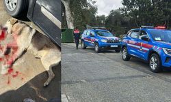 Tavuklarını yiyen köpekleri öldürünce tutuklandı