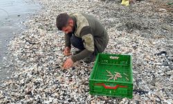Binlerce kargı midyesi sahile vurdu