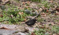 Siyah serçe görenleri şaşırttı