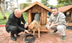 Kepez'de sokak hayvanlarına sıcacık yuvalar