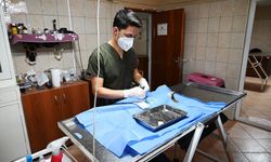 Kemer'de 231 can dost kısırlaştırıldı