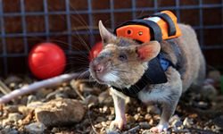 Antalya'nın kahraman fareleri