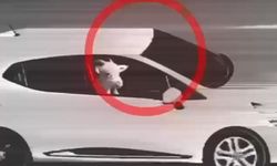 Küçükbaş hayvan hırsızları tutuklandı