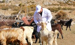 Büyükşehir 508 çobana destek oldu