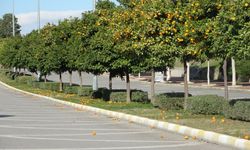 Manavgat'ta turunçlar yollara döküldü