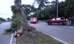 Alkollü sürücü palmiyeye çarptı