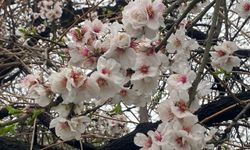 Badem ağaçları çiçek açtı