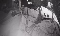 Kurtlar yerleşim alanına indi