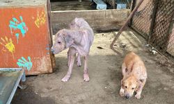 Barınaktaki görüntülere tepki yağdı