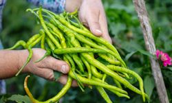 Batı Akdeniz'in ihracat şampiyonu biber oldu
