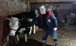 Serik'te büyükbaş hayvanlara şap aşılaması