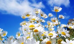 Cemre ne zaman düşecek?