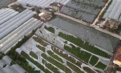 Antalya'da zarar 300 milyon TL