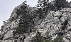 Serik'te keçi kurtarma operasyonu