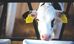 Hayvancılıktaki krizin nasıl çözüleceğini açıkladı