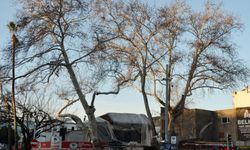 Serik'te 2 çınar ağacı koruma altına alındı