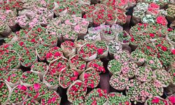 Kesme çiçek sektöründe ihracat rekoru