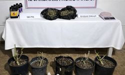 Aksu'da saksıda uyuşturucu ele geçirildi