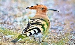 Antalya'da renkli bahar göçü