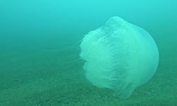 Poyraz Antalya Körfezi'ne sürükledi