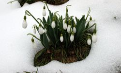 Torosların kardeleni