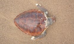 Antalya'da ölü caretta caretta kıyıya vurdu