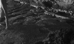 Yok olma tehlikesi ile karşı karşıyalar