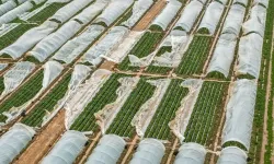 Antalyalı çiftçiye verilen destek yeterli mi?