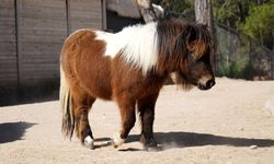 'Şeker' 1 yaşına giriyor