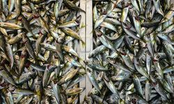 Bayram öncesi balık tezgahlarında bolluk