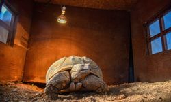 'Sabi'ye arkadaş aranıyor