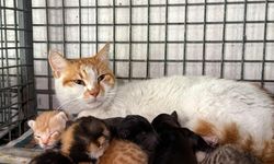 Yavru köpeklere dişi kedi annelik yapıyor