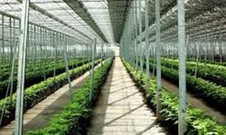 SAKSI-VİYOL VE SERA MALZEMELERİ ALIMI İŞİ