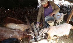 Korkuteli'de hayvancılar kendi yemini üretiyor