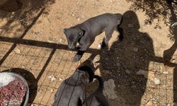 Antalya'da vahşet: Yavru köpeklerin kulakları kesildi