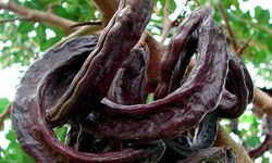 Antalya'da üreticiye alternatif kazanç kapısı!