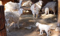 Hayvanat bahçesinde yavru sevinci