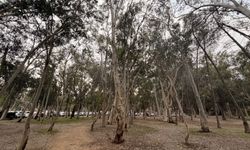 Okaliptüs ağaçlarının hepsi köklenmeli