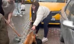 Pitbull paniği: Sahipli köpeğe saldırdı