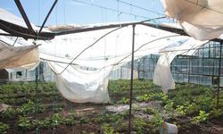 Tarım sigortasında yeni atılımlar şart