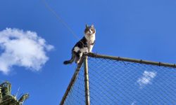 Alanya'da kedi kurtarma operasyonu