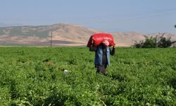 Maliyetler artıyor, üretici eziliyor