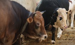 Kurbanlık alacaklara 'yaş' uyarısı