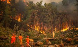 2025'te 1933 orman yangını çıktı