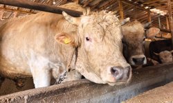 Tonluk ’Paşa’ 500 bin lira