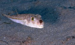 291 bin 547 balon balığı yakalandı