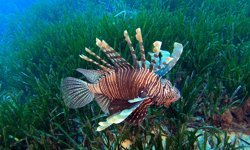 Akdeniz'de 'çıkmaz yol'