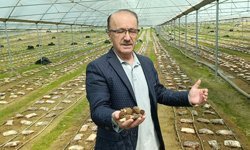 Antalya'da serada kuzugöbeği üretimi