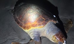 Dev caretta caretta ölü bulundu